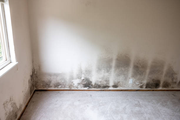 Best Black Mold Removal  in Enoch, UT