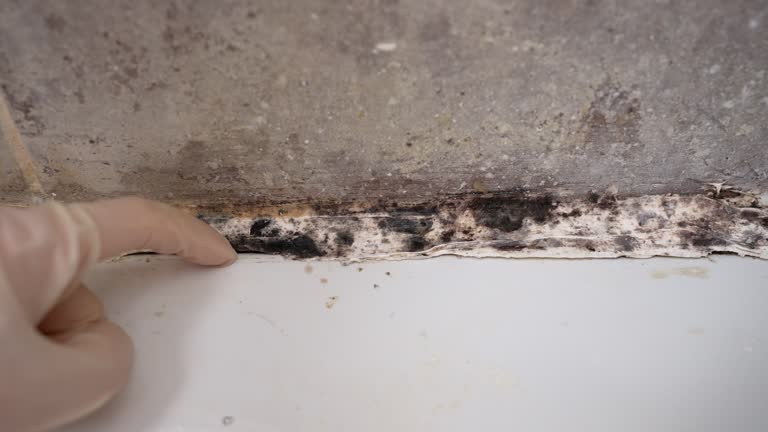 Best Biohazard Mold Removal  in Enoch, UT